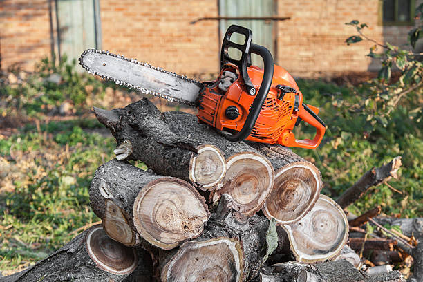 Best Tree Clearing Services  in USA